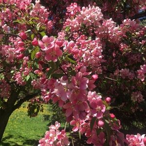 Meet your Posher, Rose